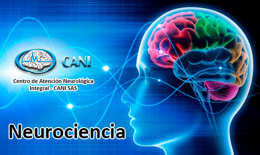 El Diccionario Visual del Cerebro