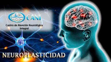 NEUROPLASTICIDAD: Aspectos Bioquímicos Y Neurofisiológico | Centro De ...